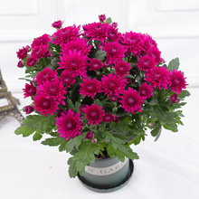 ջļ_rՎ҃ͥԺ̨ܺBֲǧ^ջ