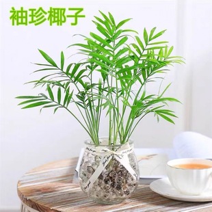 Pocket Coconut Potted Plant Buy One Get One Free Phoenix Tail Bamboo Loose Tail Sunflower Hydroponic Soil Culture Good for Growing Green Plants All Year Round Evergreen Plants