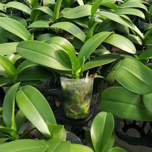 Double Flower Sword Butterfly Orchid Potted Orchid Seedlings with Flower Sword and Buds Blooming in All Seasons, Indoor Flowers Are Easy to Grow and Survive