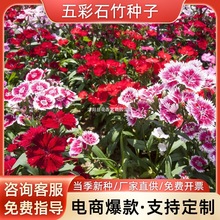 五彩石竹种子常夏石竹美国石竹易种植宿根花种景区花海阳台景观