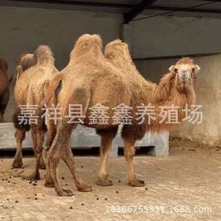 成年骆驼活体价格 旅游景区照相双峰骑乘骆驼 养殖场大量出售骆驼