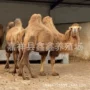 双峰照相骑乘大量骆驼