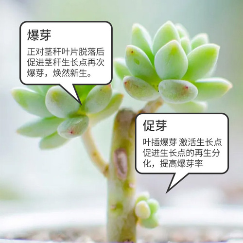 Eugerin, a general sprouting hormone for succulent plants that promotes budding, bursts buds, increases color and fattening plants, is produced directly by the manufacturer
