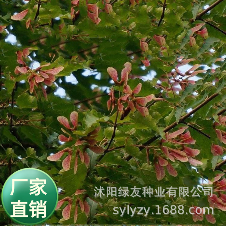 草籽公司批发绿化草籽 以及树种子  茶条槭  茶条槭 三角枫种子
