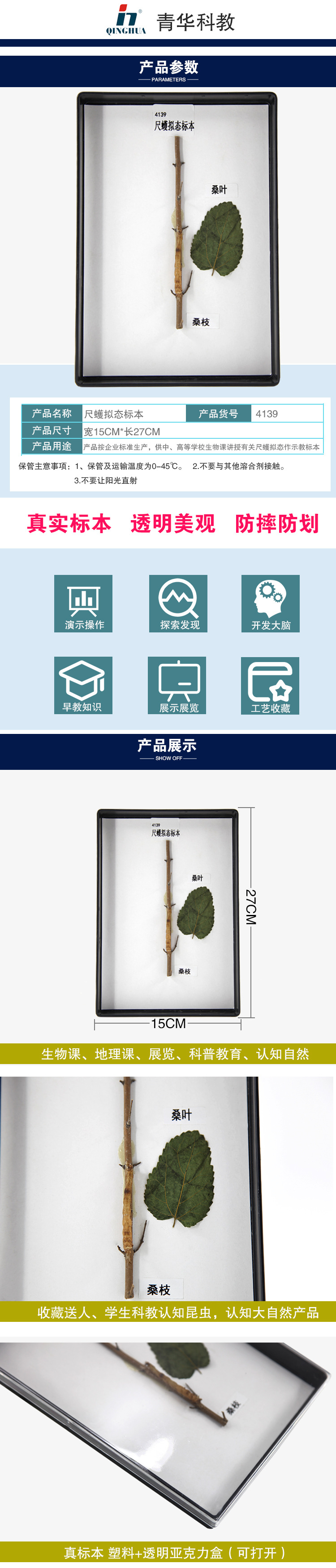 4139尺蠖拟态标本 详情页.jpg