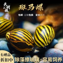 包邮粗纹进口斑马螺 观赏螺 工具除藻螺 汽水螺除藻宠物 到达贸易