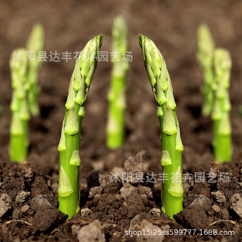 批发芦笋种子露笋种子蔬菜种子质优价廉当年新种量大优惠