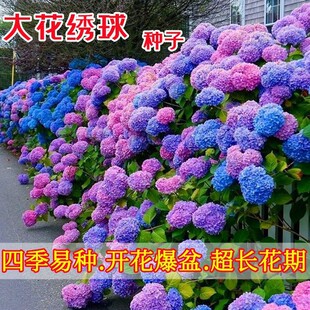 ���򻨷N�����ļ����N�_���������������ԷNֲͥԺ�׻��҃���ֲ��