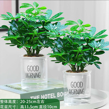 八方来财鸭脚木四季常青办公室内阳台绿植盆栽花卉发财树苗招财树