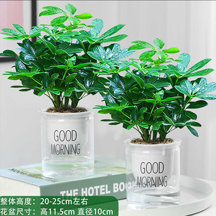 Bafanglaicai Duck Foot Wood Evergreen Office Balcony Green Plants Potted Florals Fortune Saplings Fortune Tree