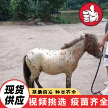 活体小矮马 养殖场销售成年社特兰德保矮马 景区骑乘矮马出售回收