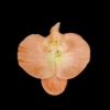 Coral, big, 11.5cm