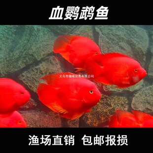 ����Ѫ�W�^�~�lؔ�~�~�t�~��ˮ�^�p�~���w���]�O��ֱ�N