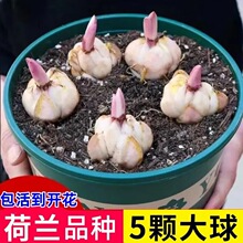 �ذ���ˮ�ٺϻ��N���ļ��_����ѿ�����ش���������S��԰ٺϷN��