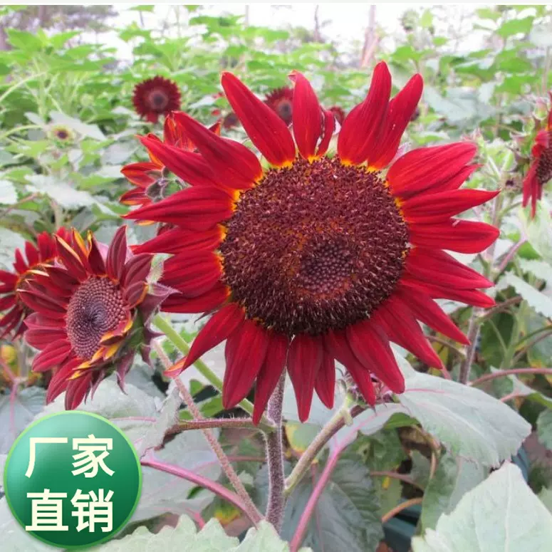 批发10多种观花 切花 鸿运 食用 玩具熊向日葵 观赏矮向日葵