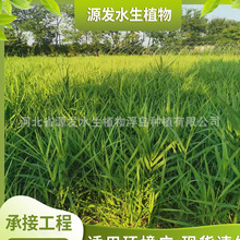 JȔNֲJȔr ɻ˯ɏBu Nˮֲ