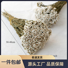居家花瓶厂家直销饰品香薰蜡烛永生花成品搭配干花法国白梅小白菊