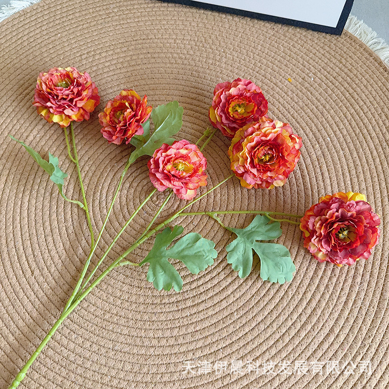 6두 두리안 모란 - 플레임 레드