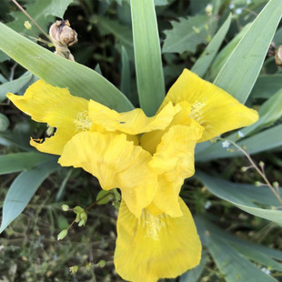 Factory Wholesale Yellow Flower German Iris Seedlings German Iris Florals Artificial Wetland Aquatic Emergent Plants