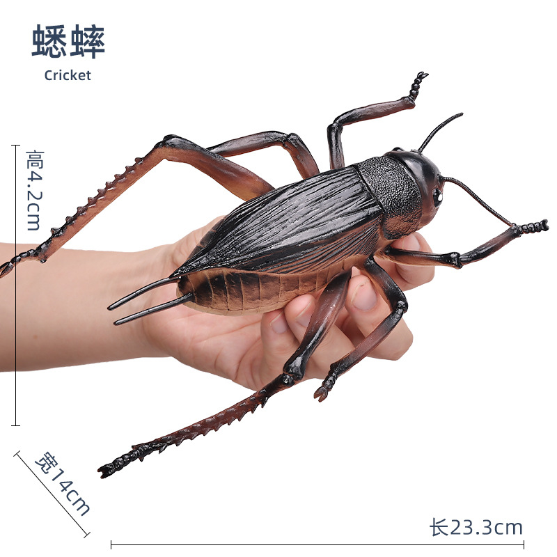Cricket