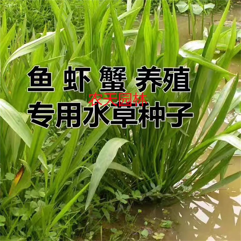 小米草种籽养殖水草虾蟹雀叶稗湖南稷子鱼塘牧草草种草籽喂鱼草籽