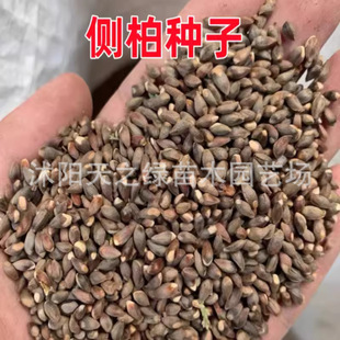 �ȰطN�Ӱؘ��������^�i׵�Ț���˯�߱�ؼ޽�����Ұ��������ľ��