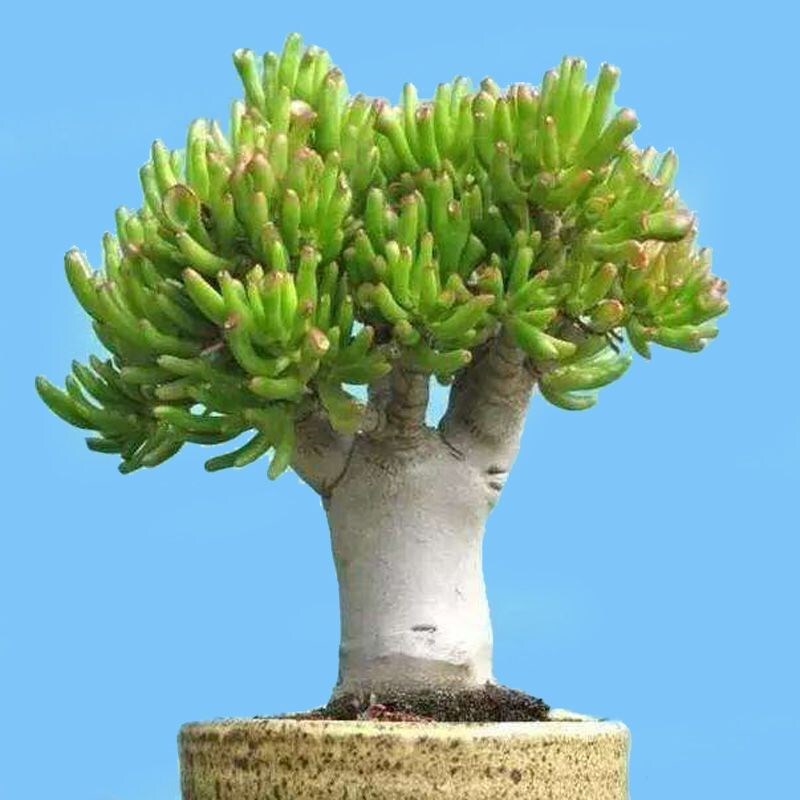 Succulent Potted Money Tree Plant Old Stump Money Tree Super Succulent Plant Indoor Living Room Desktop Flower