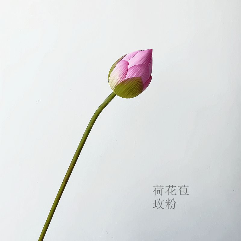 로터스 새싹 핑크