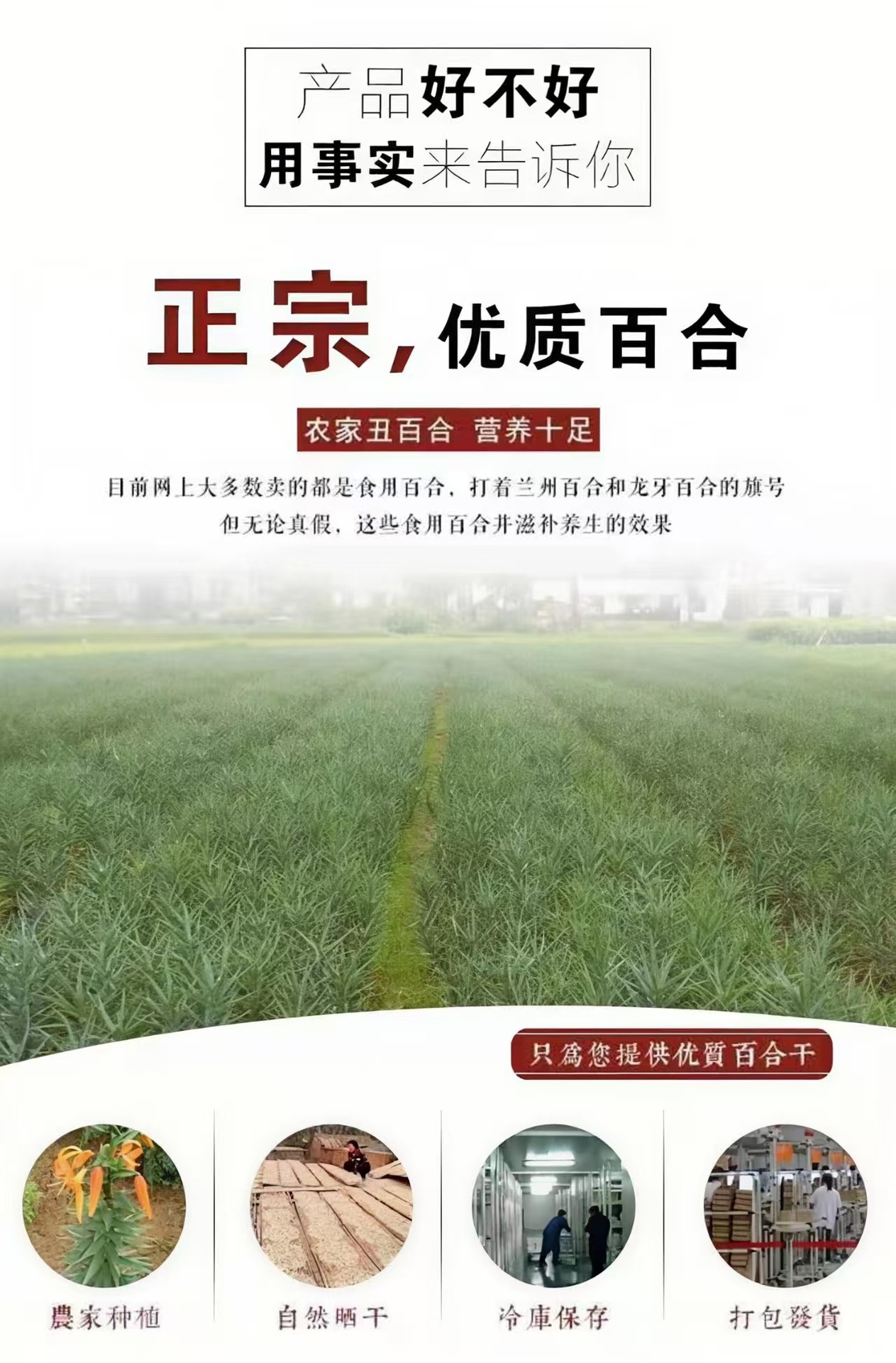 Dried Lily Bulb (Lilium brownii) Longya Variety — Hunan Food Herb for Soup & Tea overview