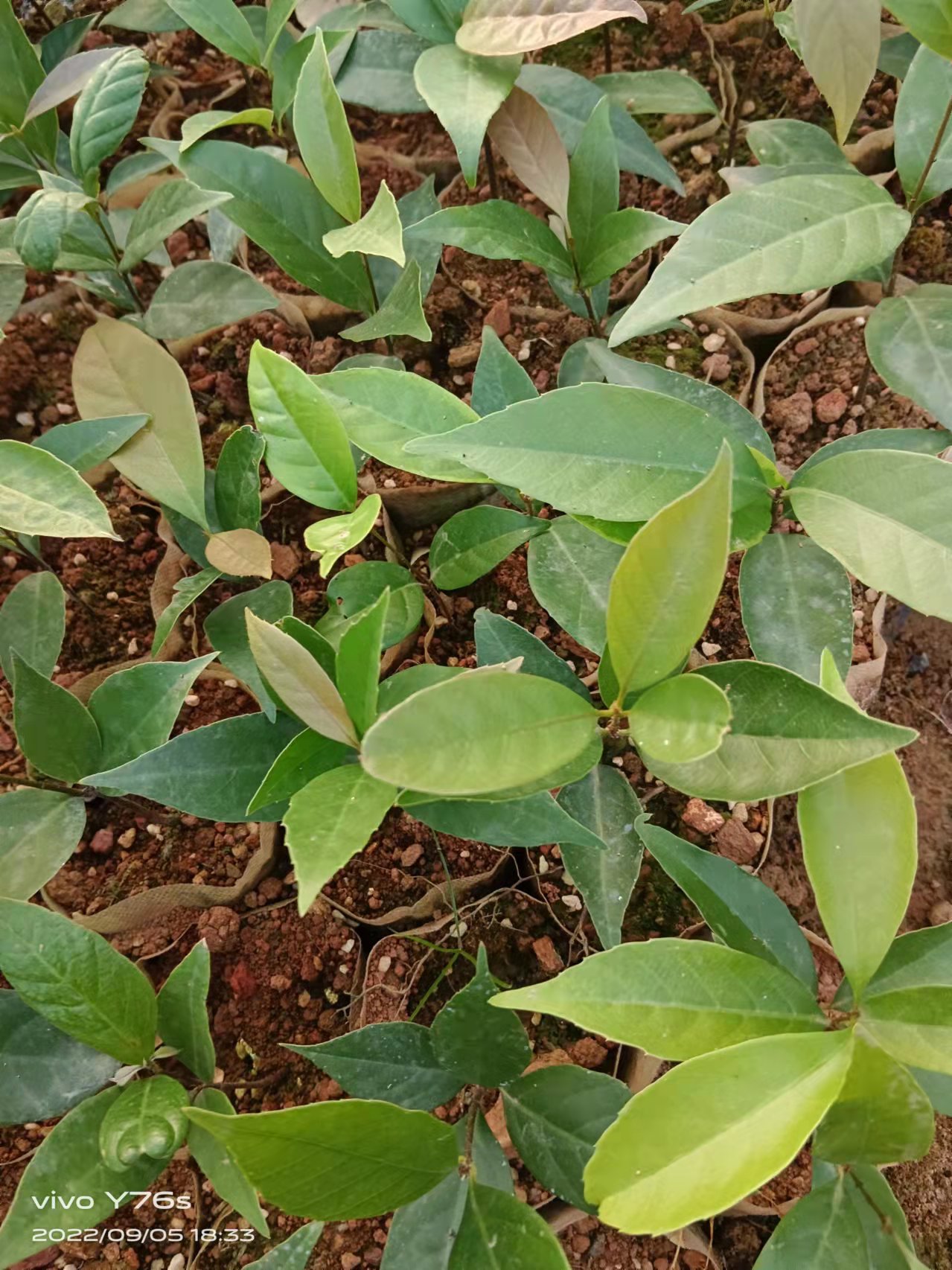 基地批发青冈栎树苗园林绿化青冈树青烤树铁椆红椆树小苗造林苗木-阿里巴巴