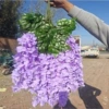 Special soybean flower-light purple