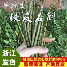 新鲜铁皮石斛鲜条50g乐清雁荡山四年生枫斗石斛浙江安徽材干