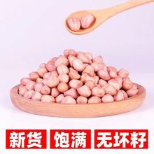 东北大颗粒白沙新货花生米新鲜去壳花生仁红皮白皮随机发批发