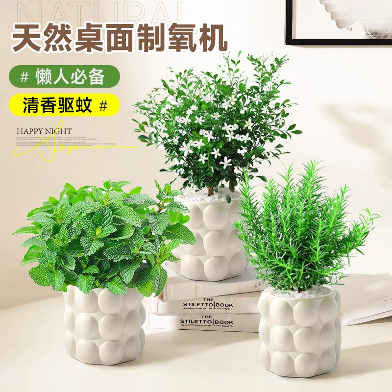 Растение от комаров, комнатное цветочное растение в горшке, аромат дерева, мяты, офисный рабочий стол, зеленое растение, артефакт, гидропонная трава круглый год