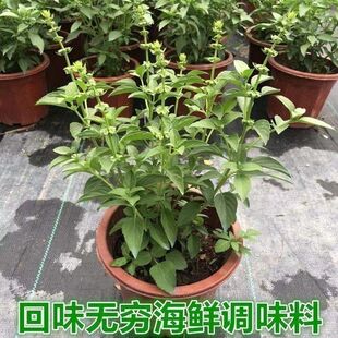 �_���̨�����~�{ζ�����������Ō���������ʳ���u����ֲ��𲻓Q