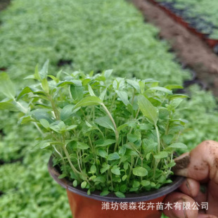 Qingzhou Base Wholesale Large Amount of Dianthus Caryophyllus Zaili Flower All Year Round Cold-Resistant Water Body Flower Sea Greening Aquatic Plants
