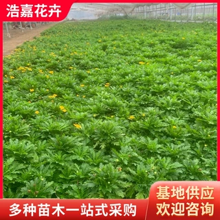 黄金菊木春菊 室外盆栽 庭院盆栽景区用苗绿化工程用 木春菊盆栽