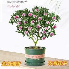 金边瑞香室内观花耐寒植物花卉老桩带花苞大小花苗盆栽浓香型花苗