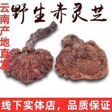 云南野生灵芝整枝林芝特产干货非长白山赤灵芝草切片黑紫灵芝