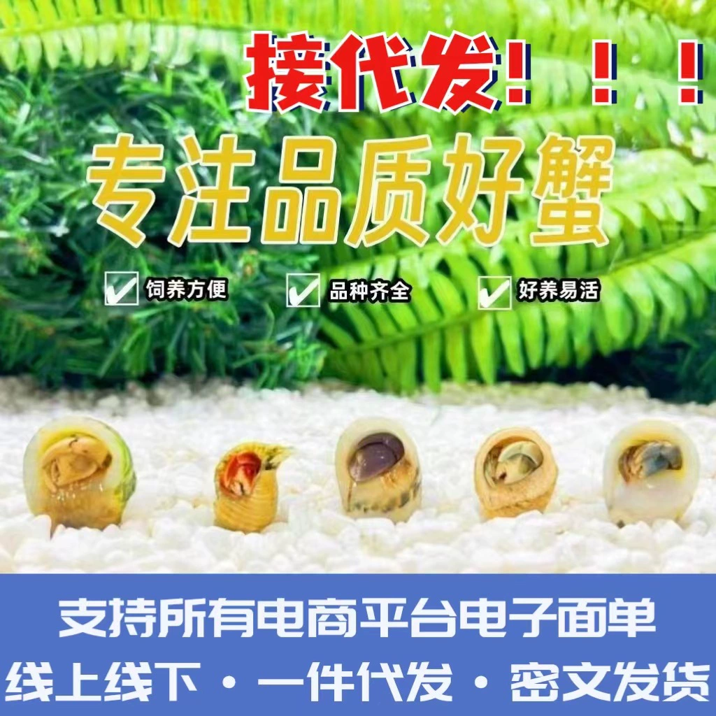 Оптовая поставка живых крабов-отшельников напрямую: клубничный, черемуховый, серо-белый, короткохвостый, темно-фиолетовый, наземные крабы-отшельники оптом.