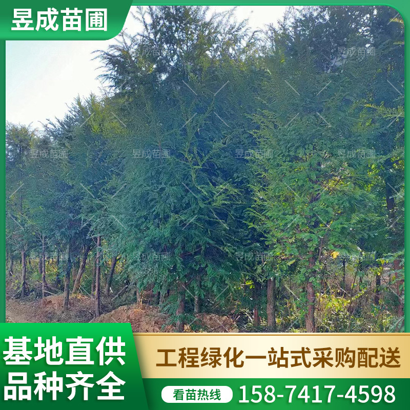 红豆杉湖南供应批发园林绿化常绿风景树地栽乔木多种规格红豆杉