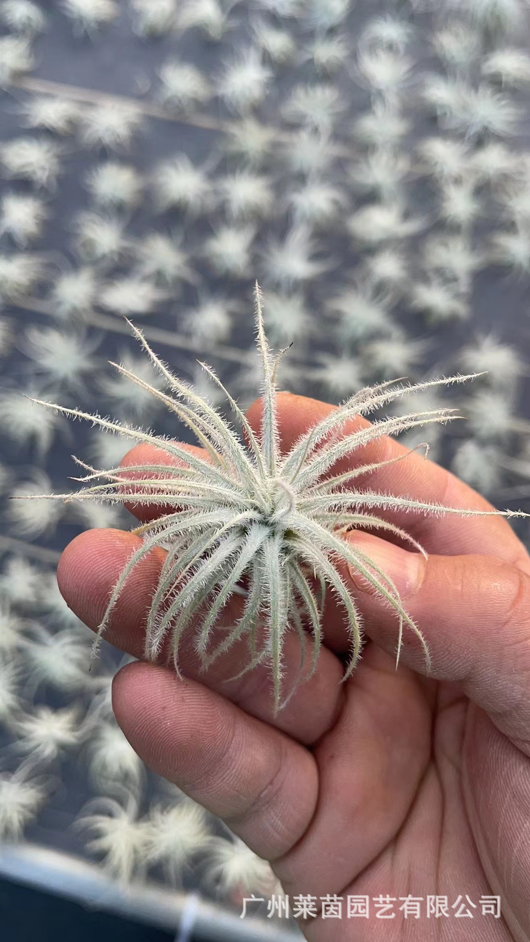 Feather duster 5-7cm