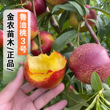 �O�������Ҙ����޽�����3̖������4�³����S���������ϱ����Nֲ