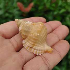 天然稀有海螺贝壳毛扭法螺收藏标本螺地中海家居橱窗装饰鱼缸造景