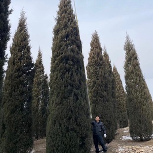 Tower 1 to 10m Tall Cypress, Round Cypress, Tower Sapling, Evergreen Tree All Year Round