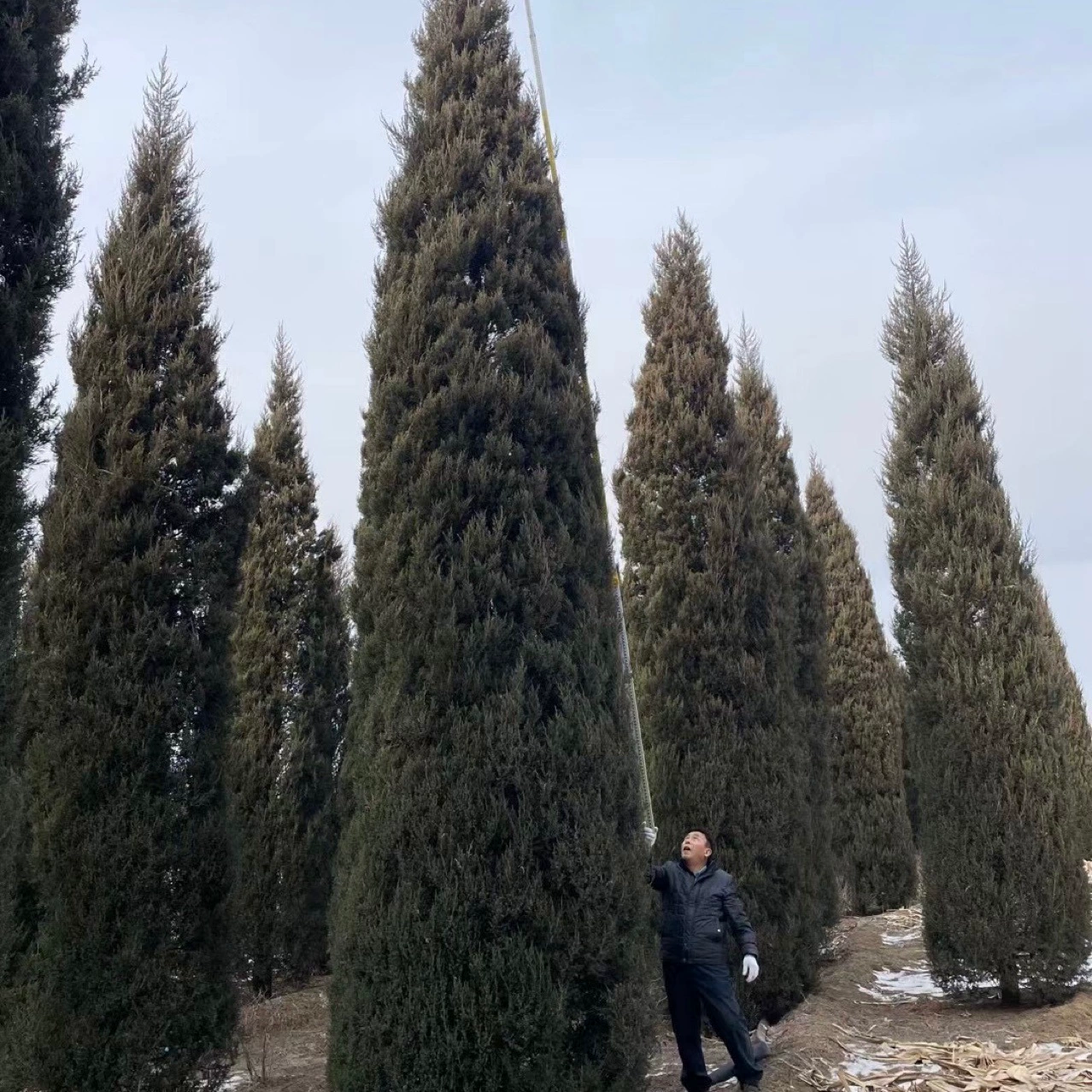 Тамарак высотой от 1 до 10m футов, круглый кипарис, саженцы трамарака, вечнозеленые деревья круглый год.