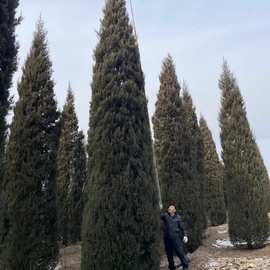 塔柏1到10米高桧柏圆柏塔柏树苗四季常绿乔木