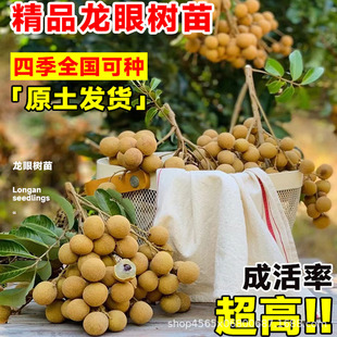 ���ۘ��m�޽�����ˮ�����箔��Y���������Aʯ���Ϸ��ļ��Nֲ����