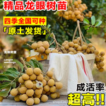 龙眼树苖嫁接盆栽水果树苗当年结果储良桂圆石硖南方四季种植地栽