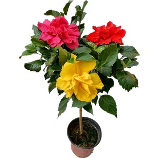 ��ɣ�����ذ굤��ľ�Ȼ����^����誻��ļ��_�������^������������